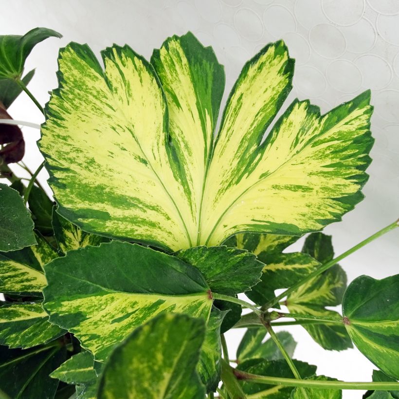 Pseudopanax Gecko Gold (Foliage)