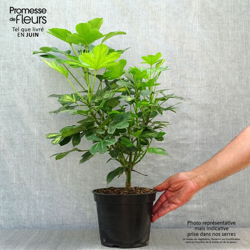 Pseudopanax Gecko Gold 3L/4L pot sample as delivered in summer