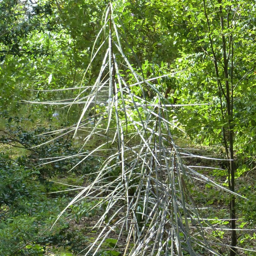 Pseudopanax crassifolium (Foliage)