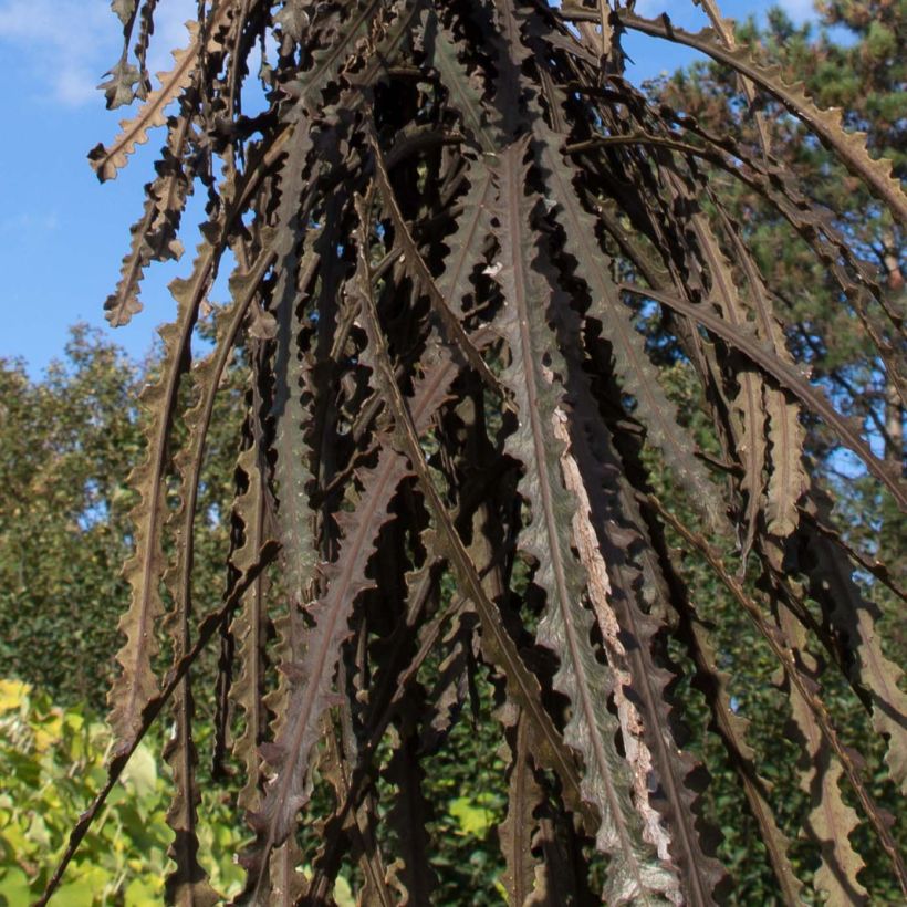 Pseudopanax ferox (Foliage)