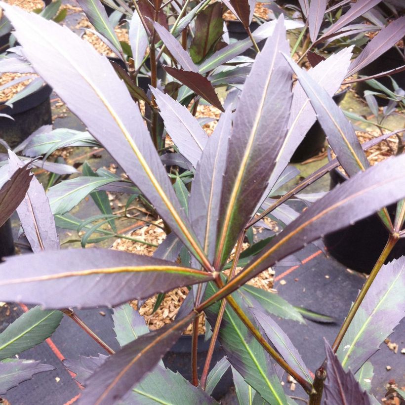 Pseudopanax lessonii Dark Star (Foliage)