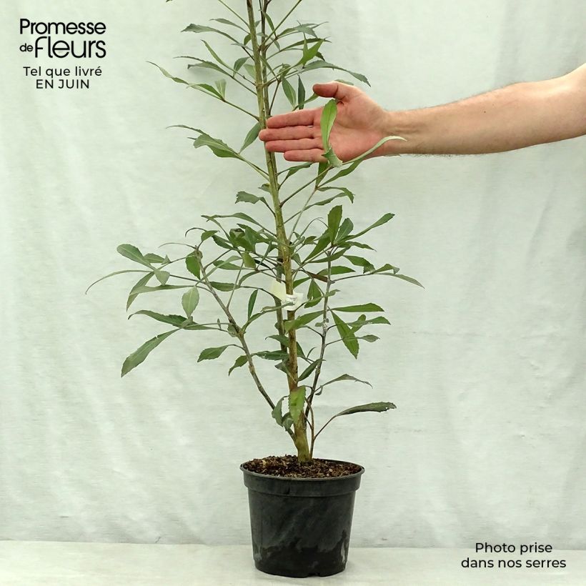 Pseudopanax lessonii Dark Star 2L/3L pot sample as delivered in summer