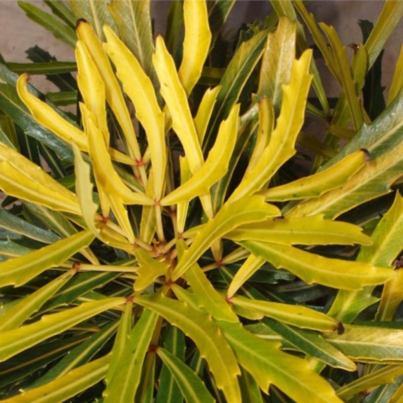 Pseudopanax Goldfinger (Foliage)
