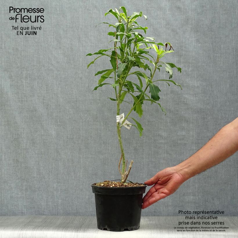 Pseudopanax Goldfinger 3L/4L pot sample as delivered in summer