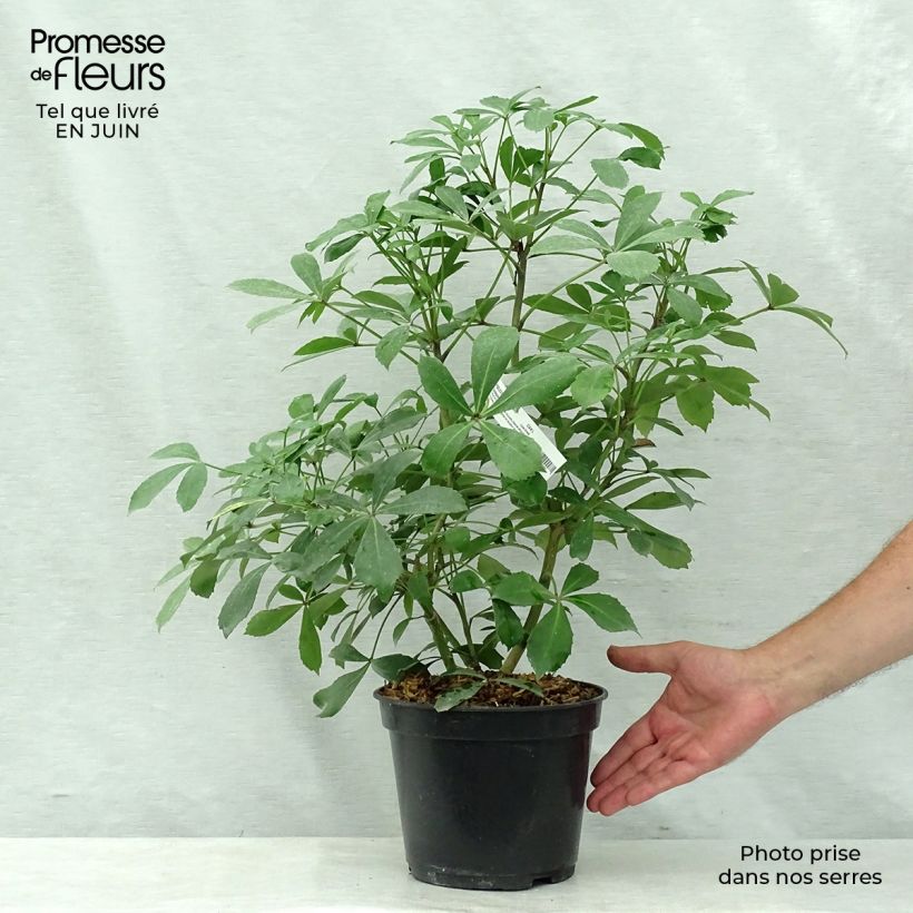 Pseudopanax Goldsplash 3L/4L pot 60+cm sample as delivered in summer
