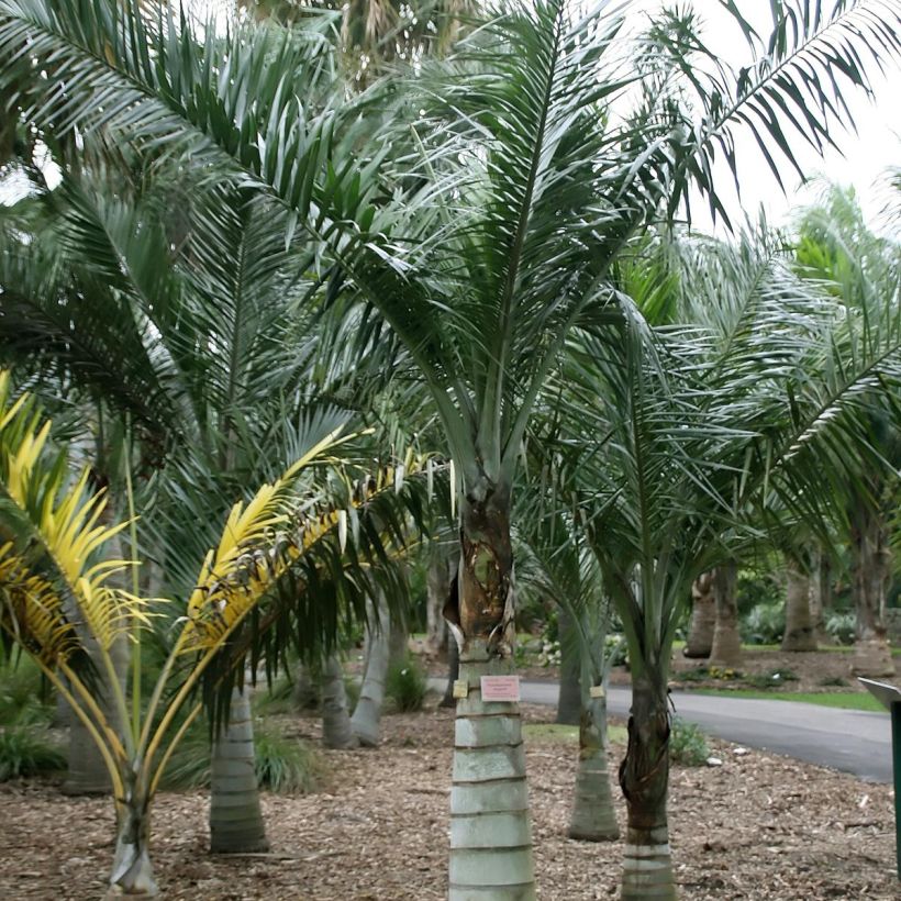 Pseudophoenix sargentii - Buccaneer Palm (Plant habit)