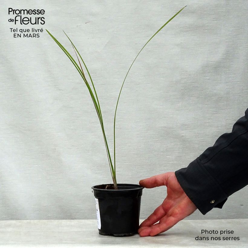 Pseudophoenix sargentii - Buccaneer Palm 12cm pot sample as delivered in spring