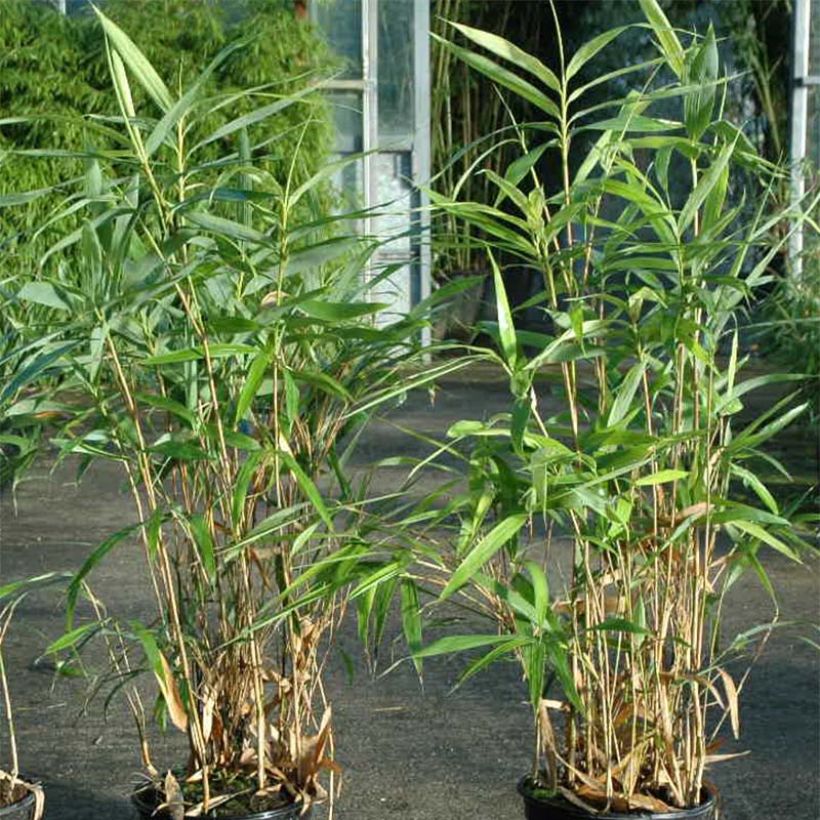 Pseudosasa japonica Tsutsumiana - Arrow Bamboo (Foliage)