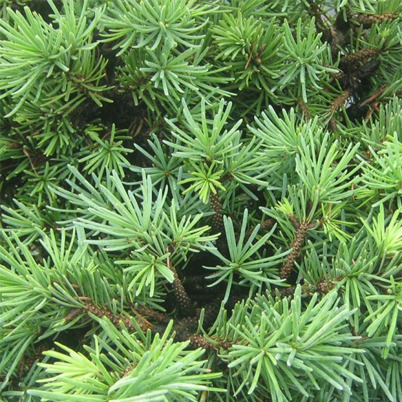 Pseudotsuga menziesii Bhiela Lhota - Douglas Fir (Foliage)