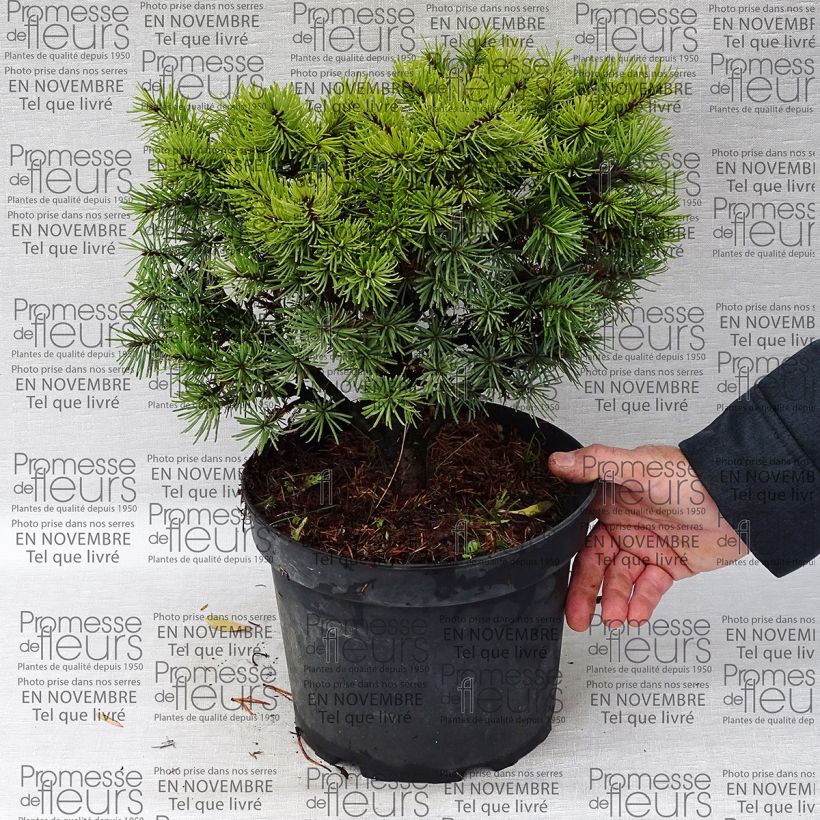 Example of Pseudotsuga menziesii Bhiela Lhota - Douglas Fir 4L/5L pot specimen as delivered