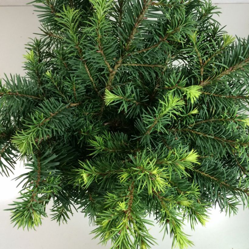 Pseudotsuga menziesii Fletcheri - Douglas Fir (Foliage)