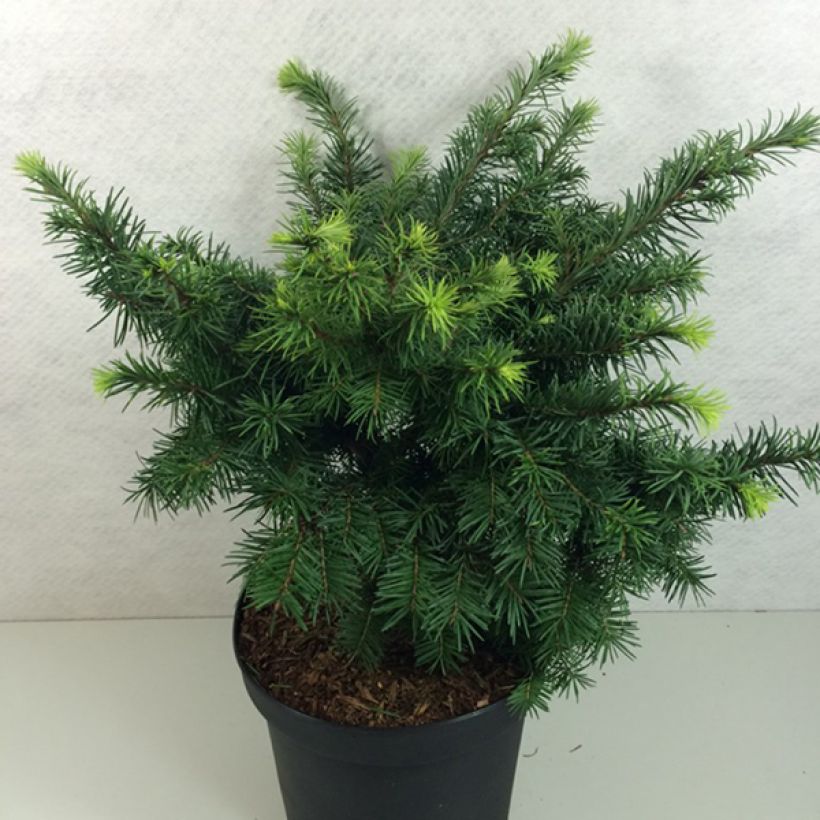 Pseudotsuga menziesii Fletcheri - Douglas Fir (Plant habit)