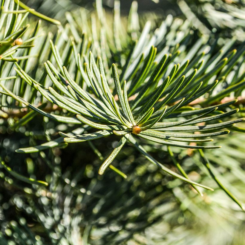 Pseudotsuga menziesii - Douglas Fir (Foliage)