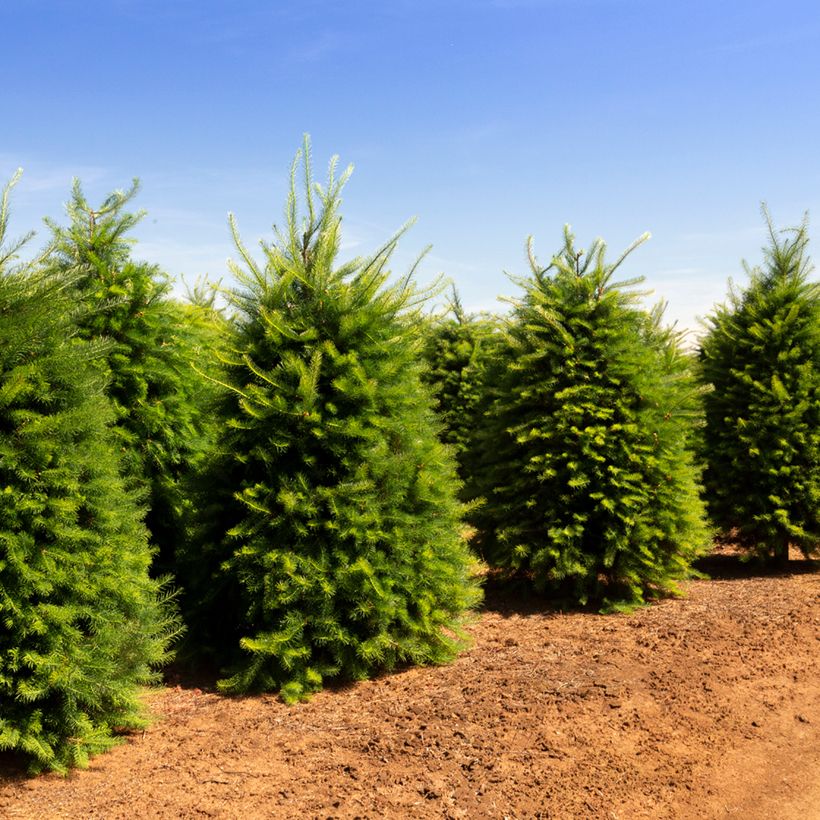 Pseudotsuga menziesii - Douglas Fir (Plant habit)