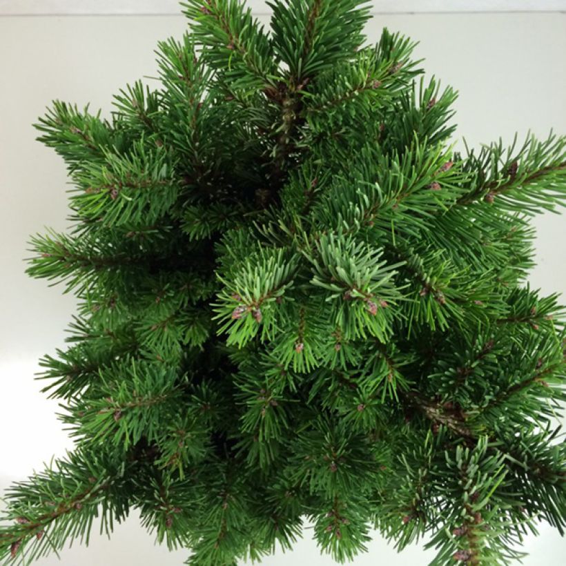 Pseudotsuga menziesii Pannenhoef - Douglas Fir (Foliage)