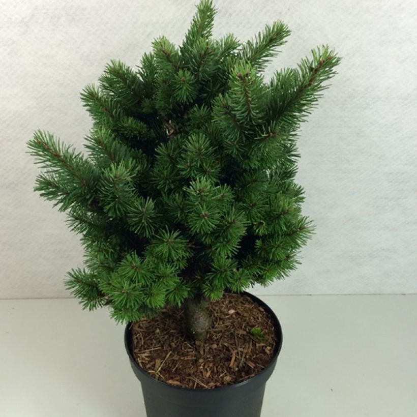 Pseudotsuga menziesii Pannenhoef - Douglas Fir (Plant habit)