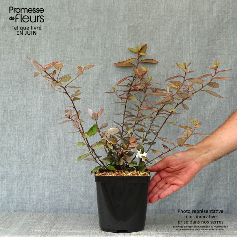 Pseudowintera colorata 2L/3L pot sample as delivered in summer