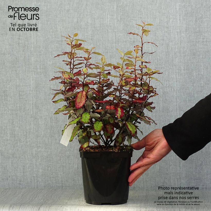 Pseudowintera colorata Red Leopard 2L/3L pot sample as delivered in autumn