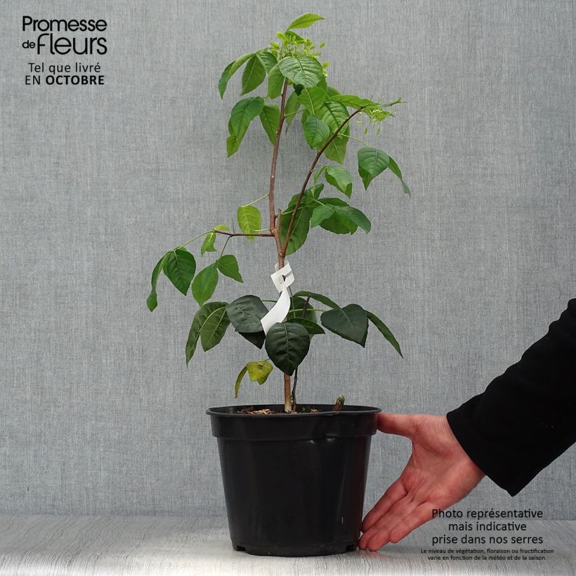 Ptelea trifoliata Aurea - Hoptree 3L/4L pot sample as delivered in autumn