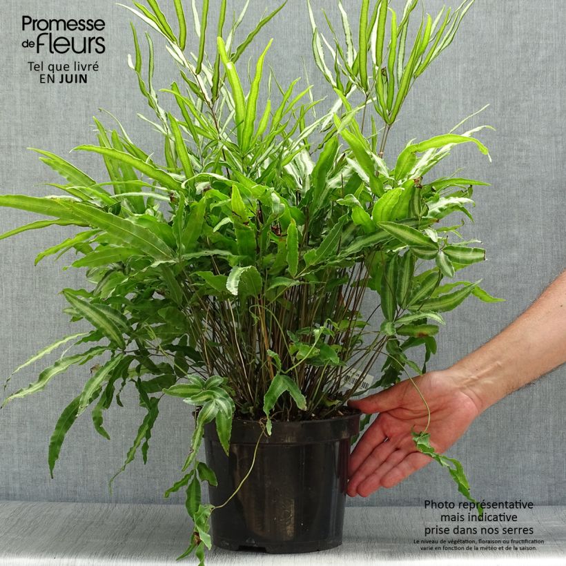 Pteris nipponica - White-striped Cretan Brake 3L/4L pot sample as delivered in summer