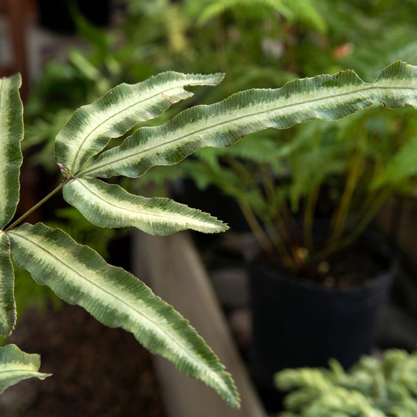 Pteris nipponica - White-striped Cretan Brake (Foliage)