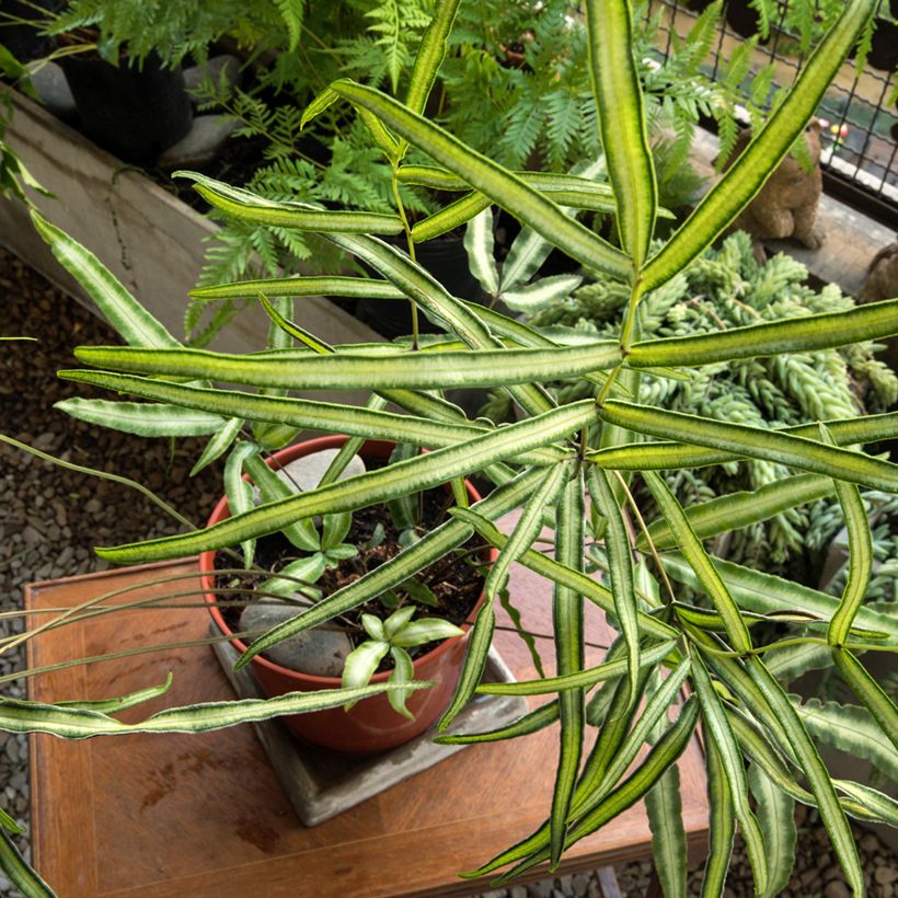 Pteris nipponica - White-striped Cretan Brake (Plant habit)