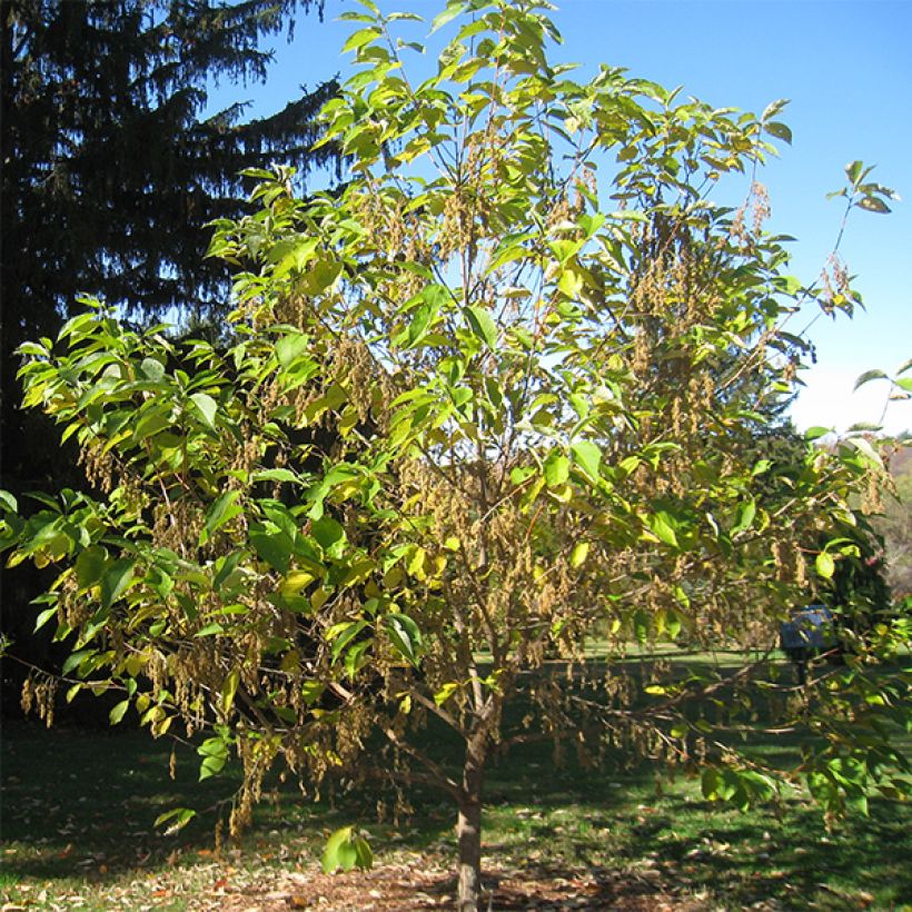 Pterostyrax hispida - Epaulette Tree (Plant habit)