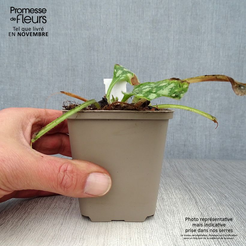 Pulmonaria Shrimps on the Barbie - Lungwort 8/9 cm pot sample as delivered in autumn