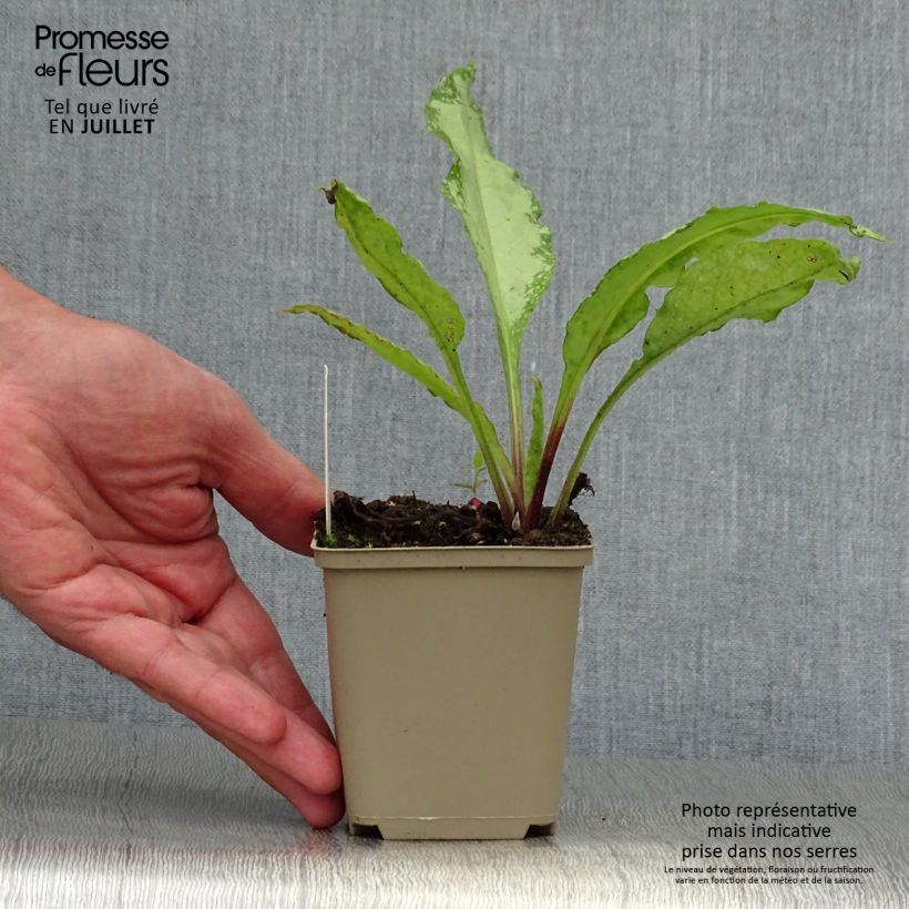 Pulmonaria saccharata Silver Bouquet - Lungwort 8/9 cm pot sample as delivered in summer