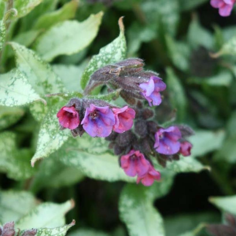 Pulmonaria Majesty - Lungwort (Flowering)