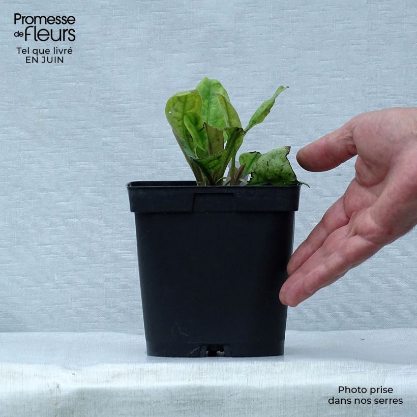 Pulmonaria Blue Ensign - Lungwort 2L/3L pot sample as delivered in summer