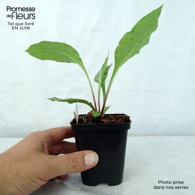 Pulmonaria Diane Clare - Lungwort 8/9 cm pot sample as delivered in summer