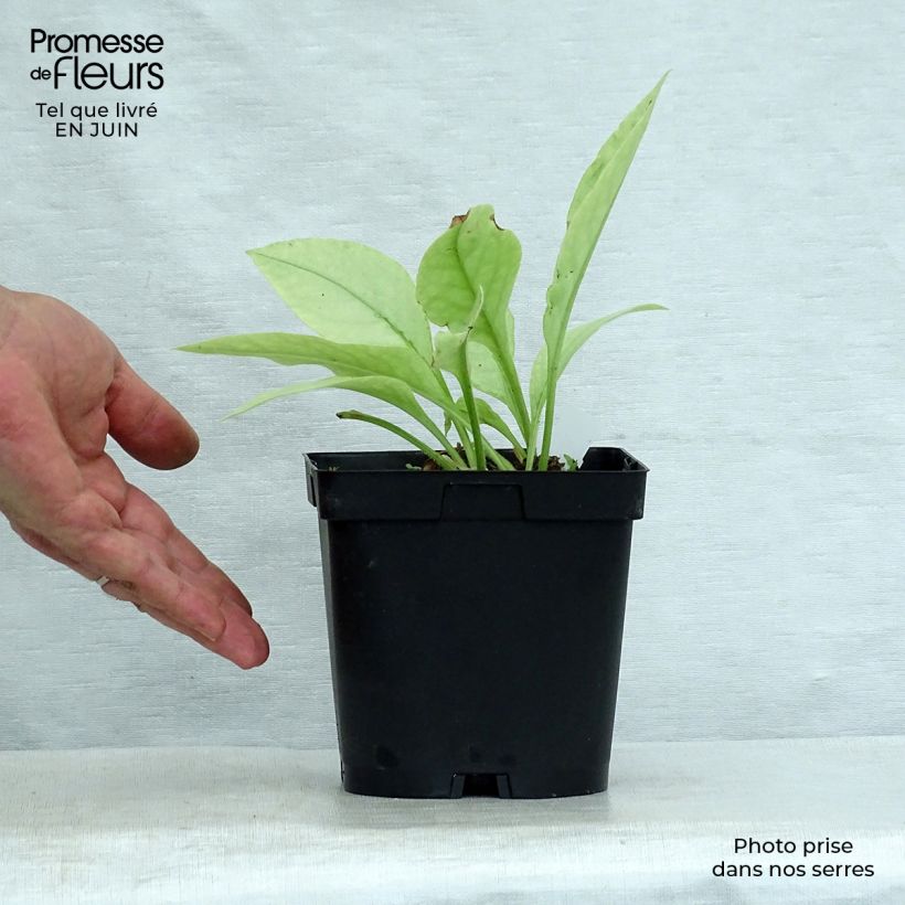 Pulmonaria Majesty - Lungwort 2L/3L pot sample as delivered in summer