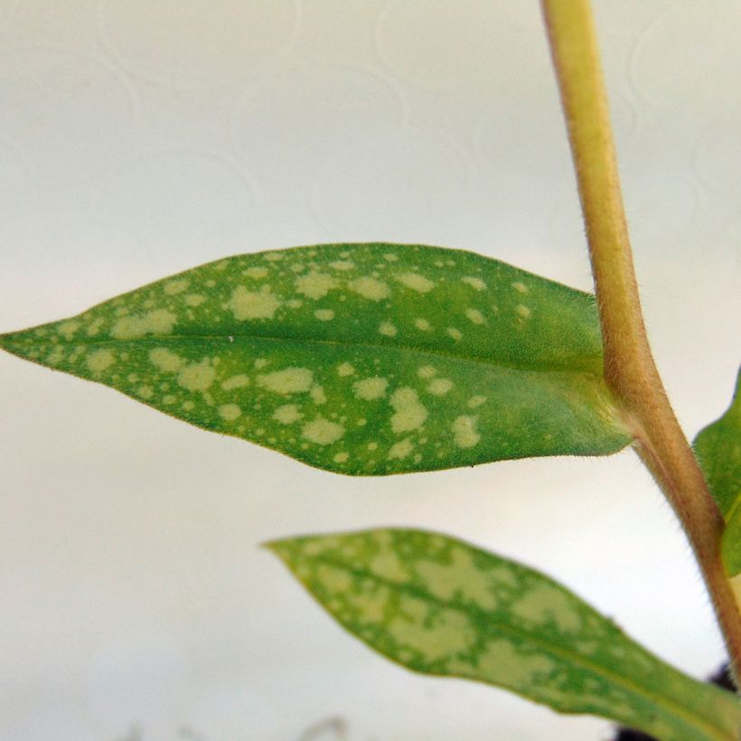 Pulmonaria Margery Fish - Lungwort (Foliage)