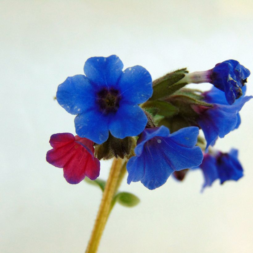 Pulmonaria Margery Fish - Lungwort (Flowering)