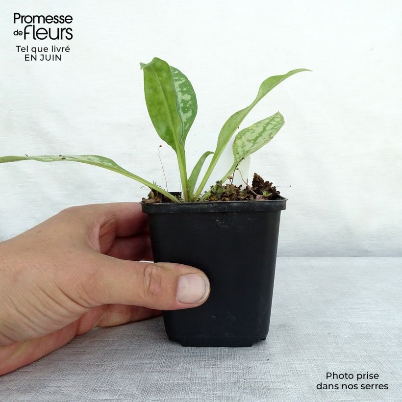 Pulmonaria Opal - Lungwort 8/9 cm pot sample as delivered in summer