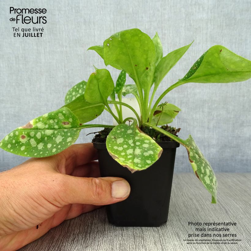 Pulmonaria Sissinghurst White - Lungwort 8/9 cm pot sample as delivered in summer