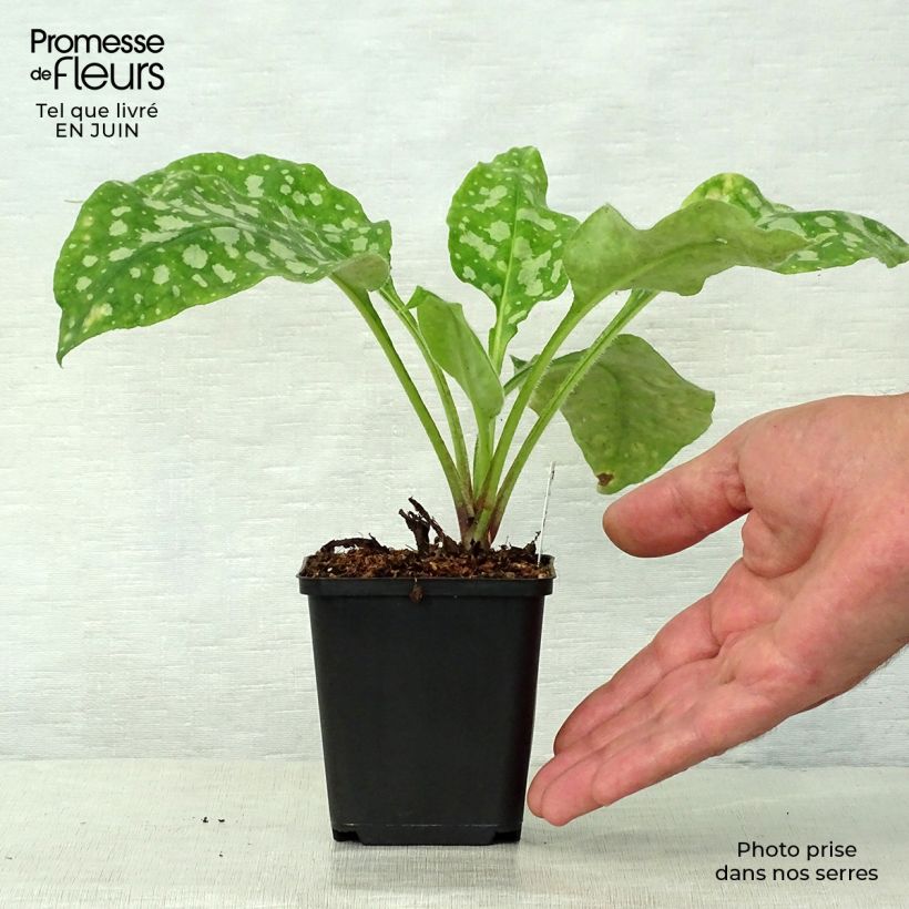 Pulmonaria Victorian Brooch - Lungwort 8/9 cm pot sample as delivered in summer