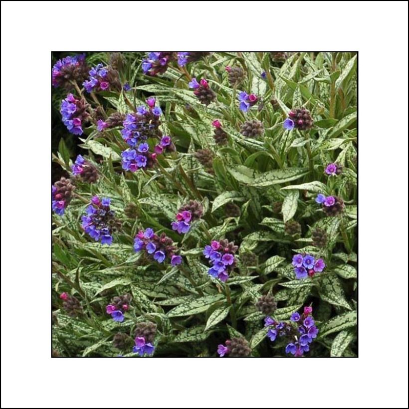 Pulmonaria longifolia subsp. cevennensis - Lungwort (Foliage)