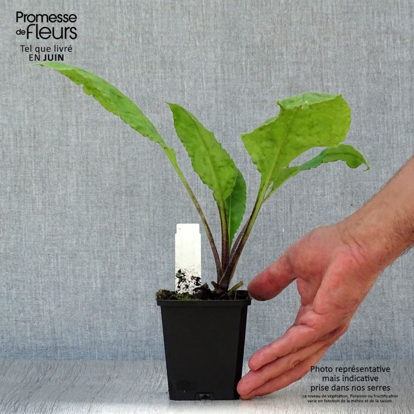 Pulmonaria rubra - Lungwort 8/9 cm pot sample as delivered in summer