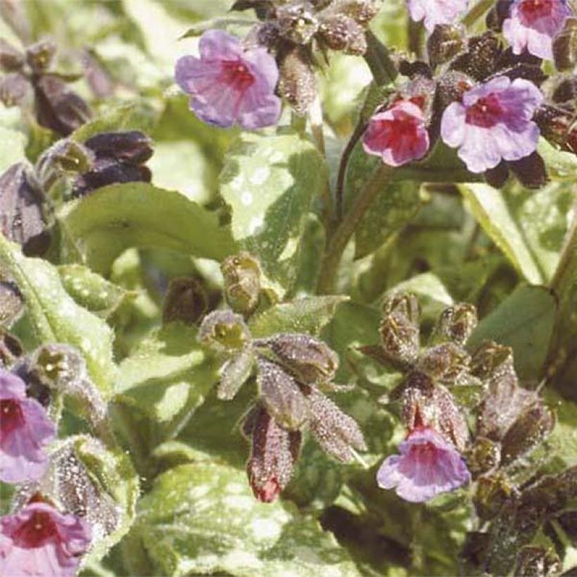 Pulmonaria Apple Frost - Lungwort (Flowering)