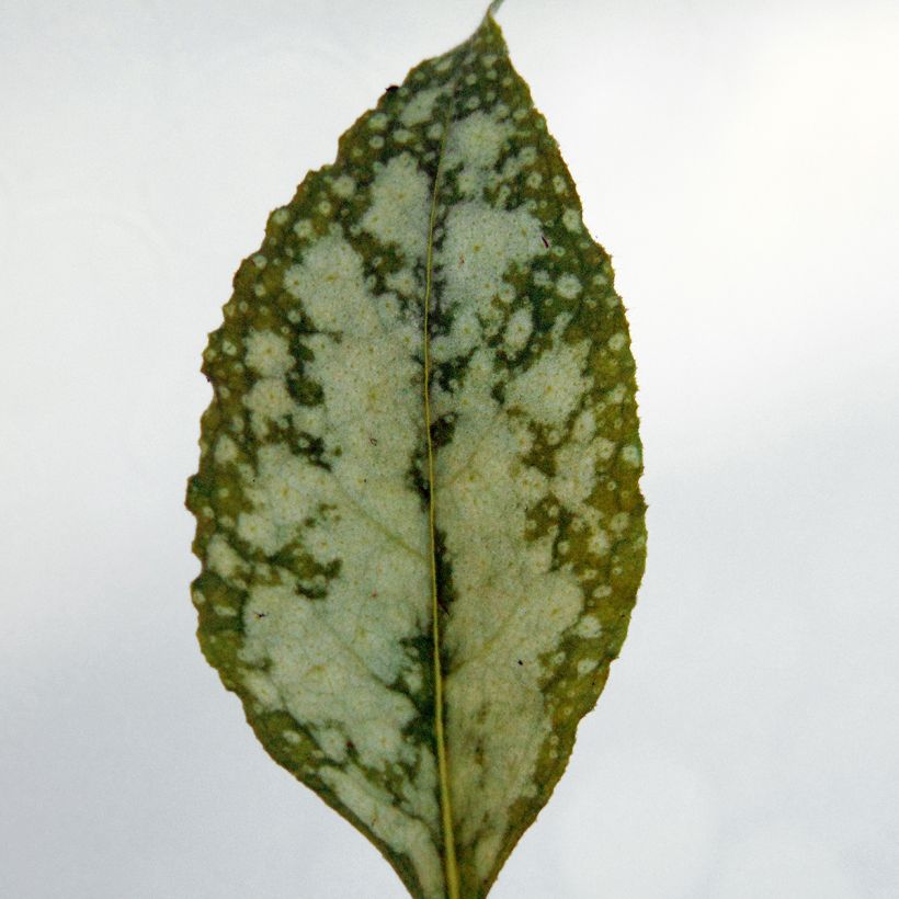 Pulmonaria Apple Frost - Lungwort (Foliage)