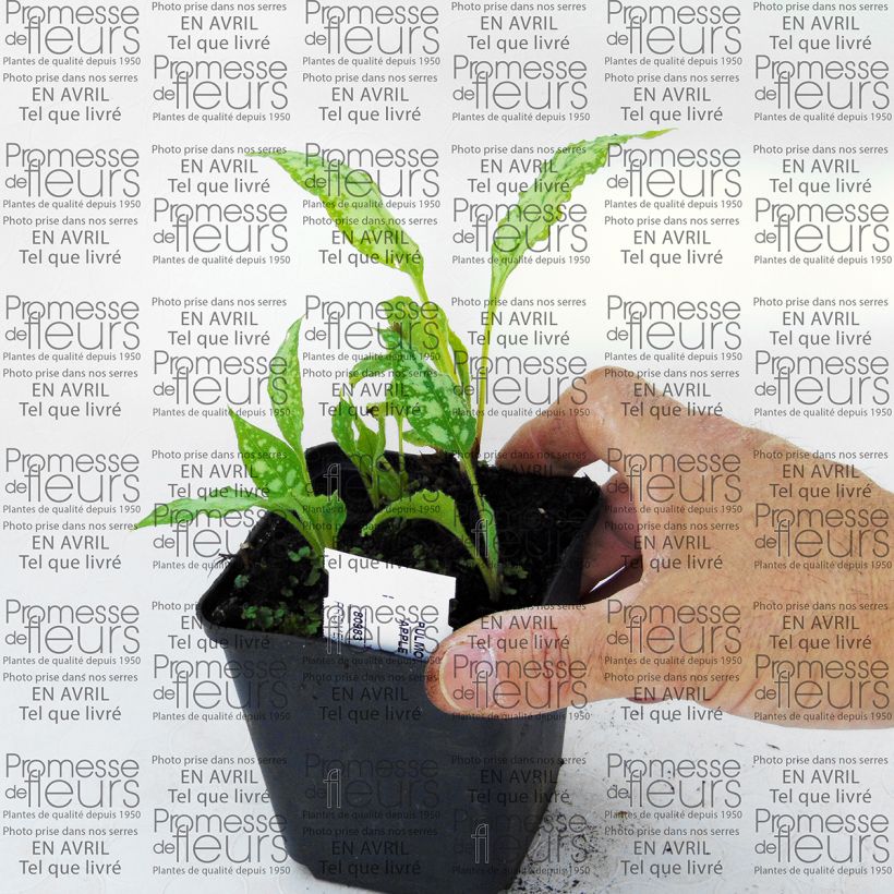 Example of Pulmonaria Apple Frost - Lungwort 8/9 cm pot specimen as delivered