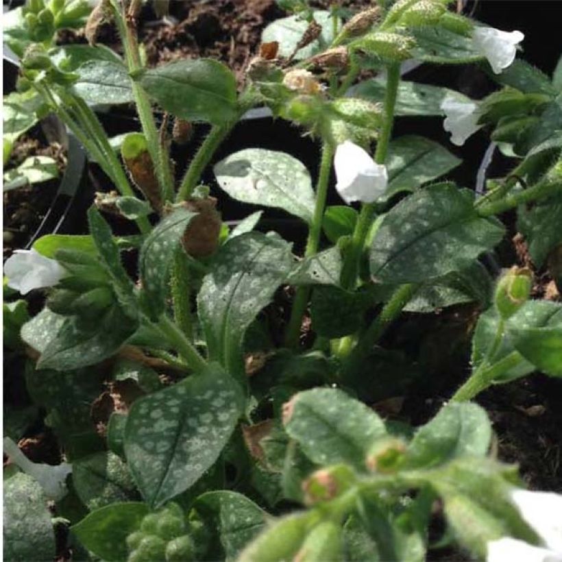 Pulmonaria Ice Ballet - Lungwort (Foliage)