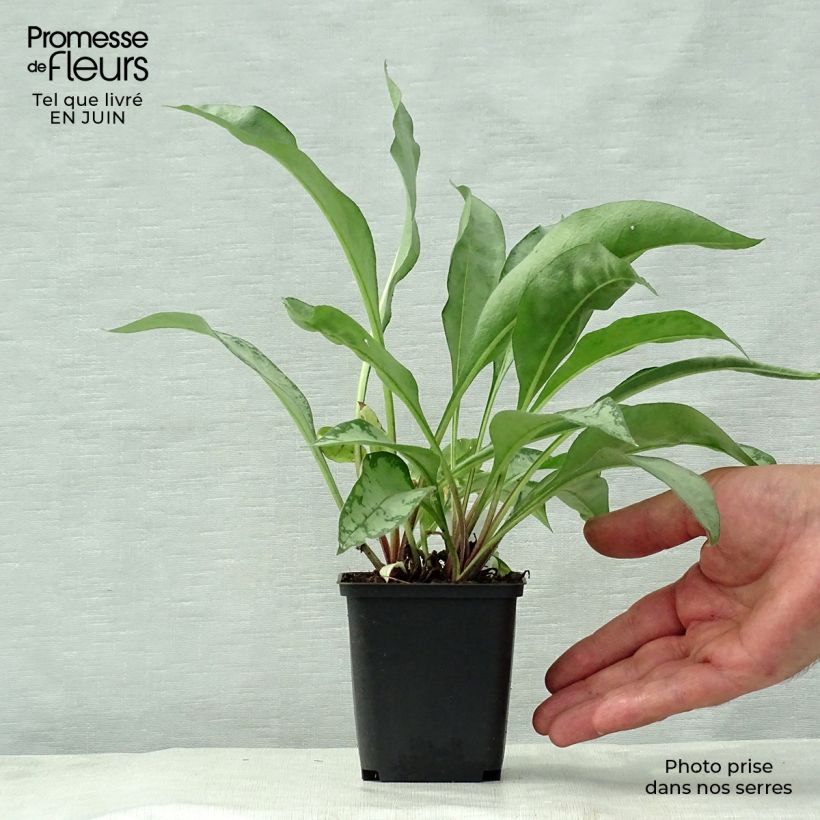 Pulmonaria Samurai - Lungwort 8/9 cm pot sample as delivered in summer