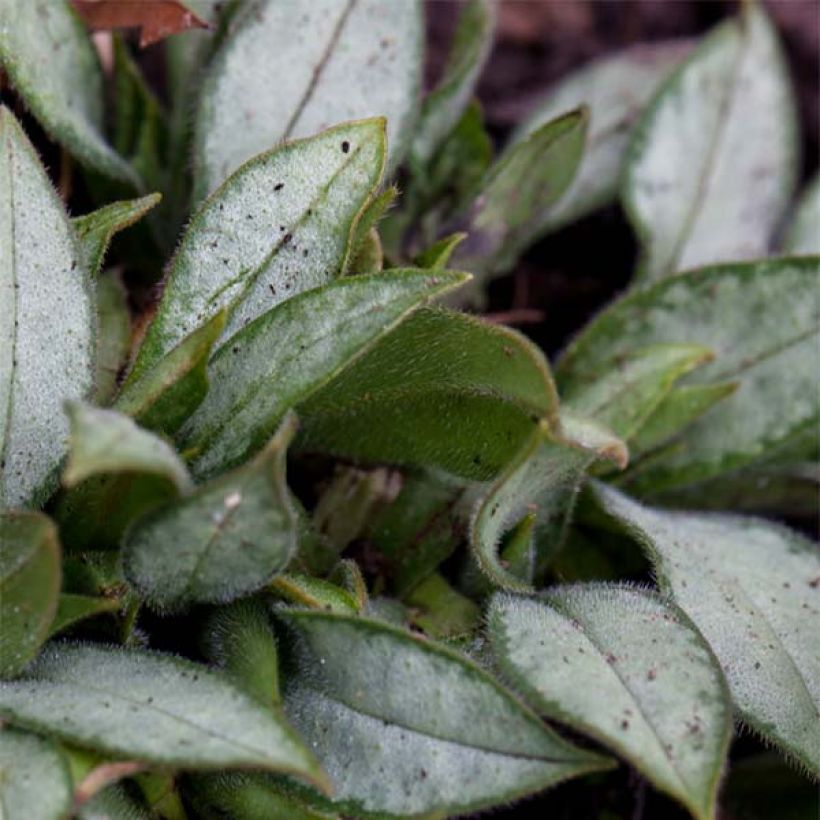 Pulmonaria Samurai - Lungwort (Foliage)