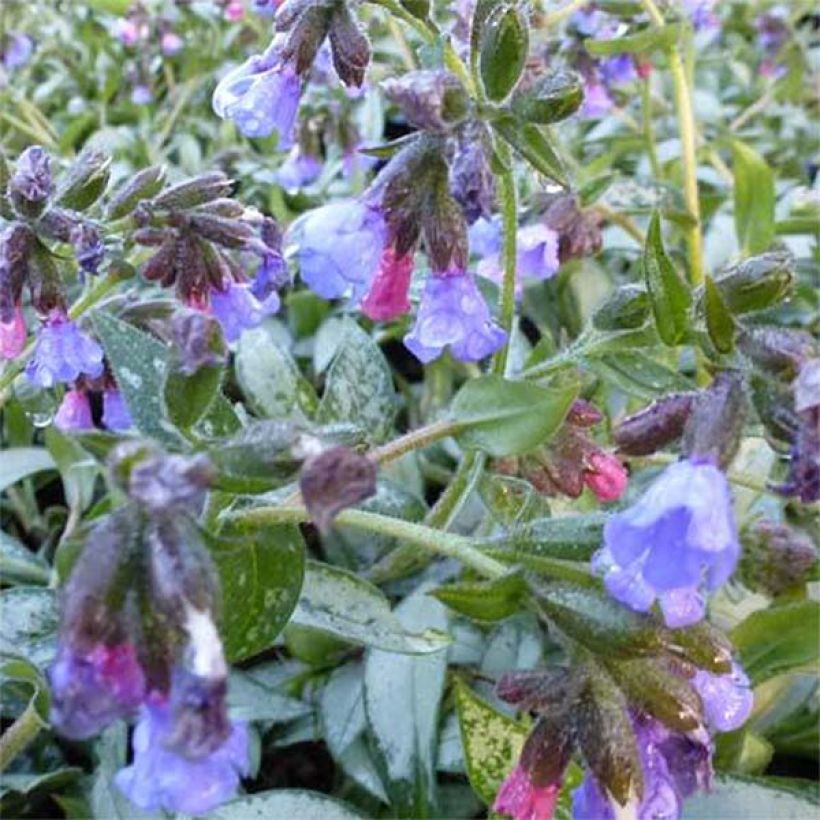 Pulmonaria Samurai - Lungwort (Flowering)