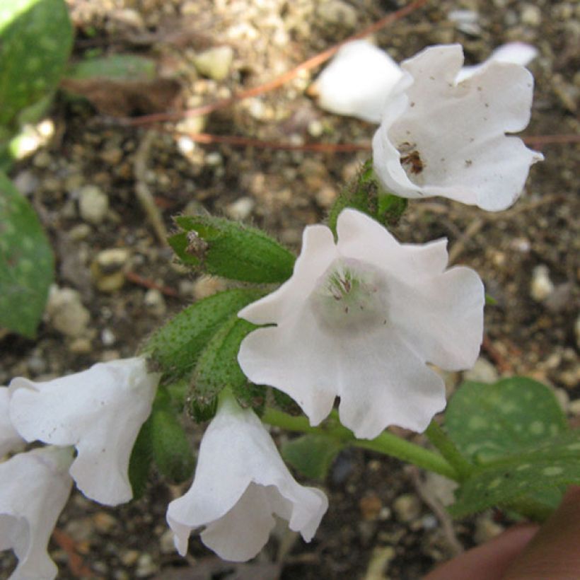 Pulmonaria Sissinghurst White - Lungwort (Flowering)