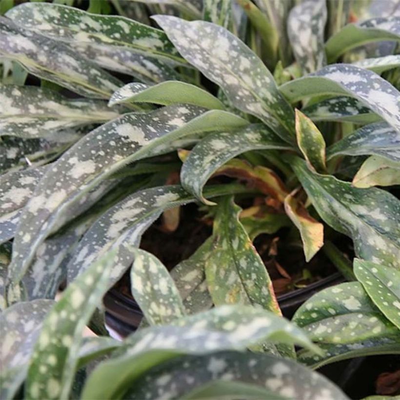 Pulmonaria longifolia E.B Anderson - Lungwort (Foliage)