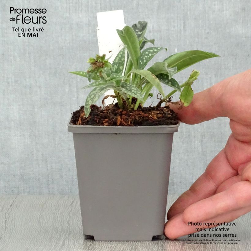 Pulmonaria longifolia E.B Anderson - Lungwort 8/9 cm pot sample as delivered in spring